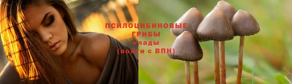 шишки Приозерск